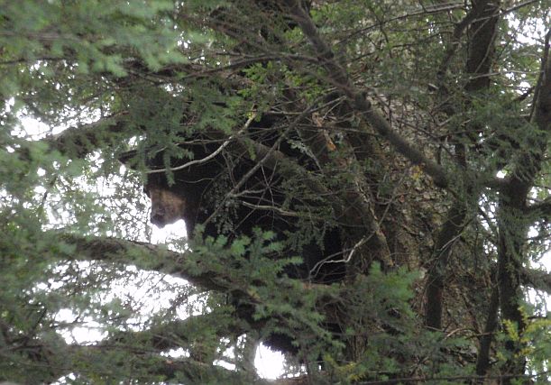 Bear 8_2010
