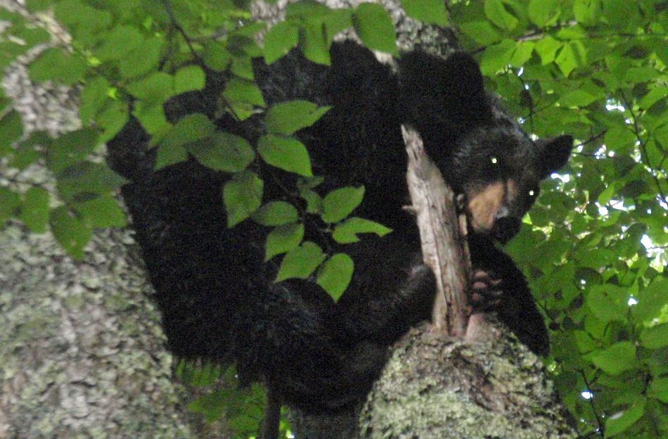 Bear August 2014
