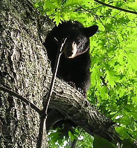 August 2006 Training Season Bear