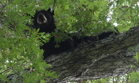 Bear September 2014