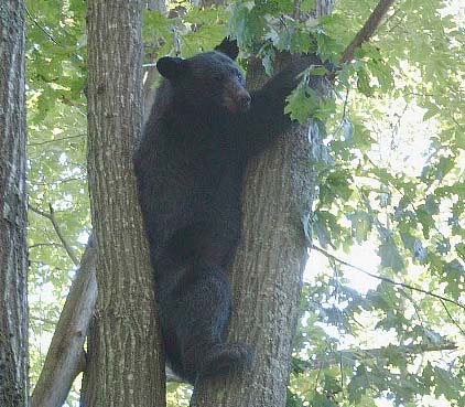 Sept 23 bear
