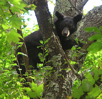 September 2006 Training Season Bear