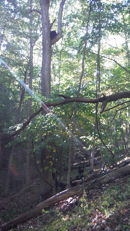 Bear September 2014
