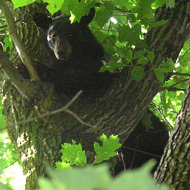 Sept 2004 Bear