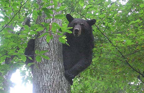 Sept 5 bear