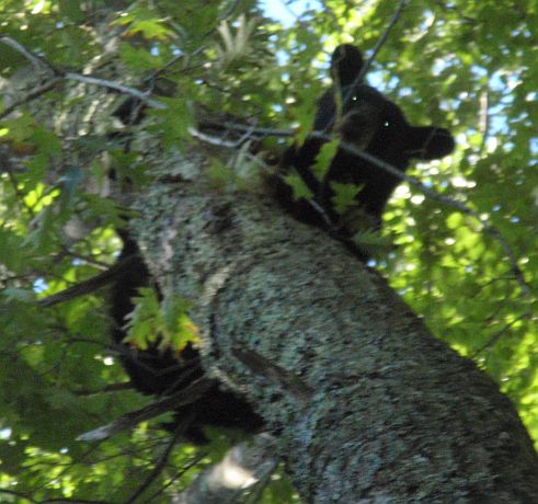Bear September 2013