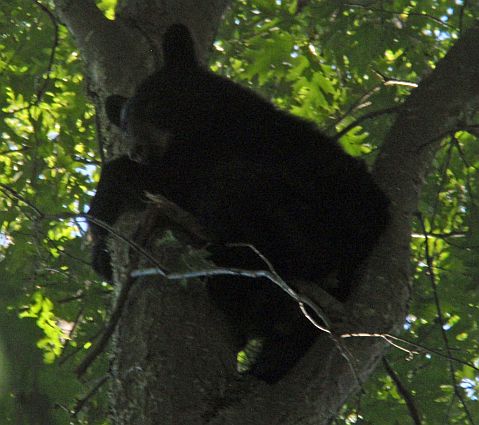 Bear September 2013