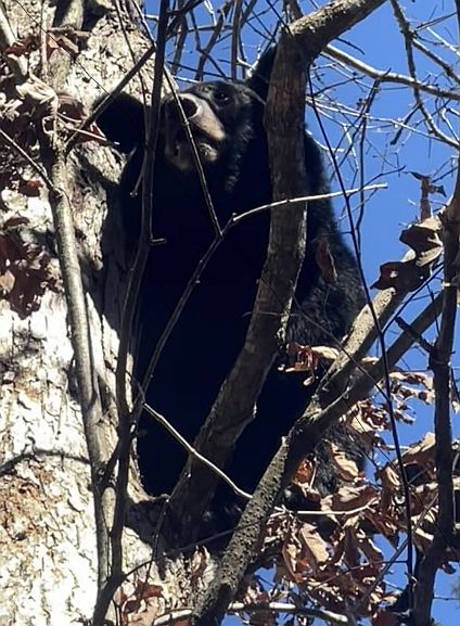 Bear 2022