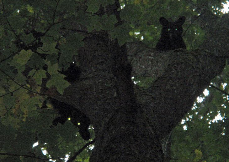 Bear September 2012