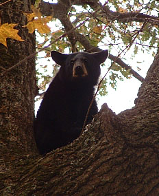 2004 Training Season Bear