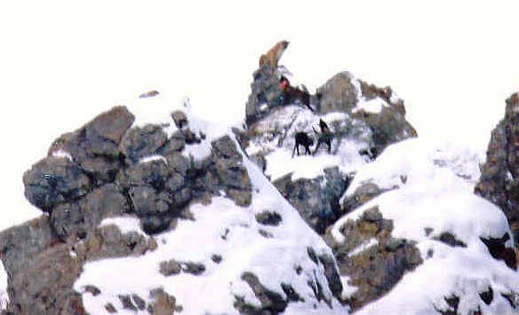 Cougar on rock