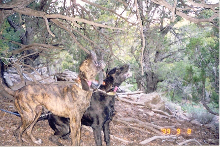 Matilda and Pocco