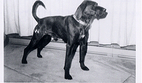 Gr. Ch. Nt. Ch. Charlie Brown - National Plott Days Winner