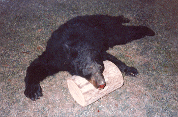 Trophy bear treed by Pocahontas Plotts