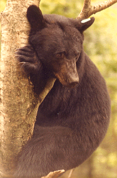 Bear treed by Pocahontas Plotts