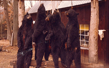 Bear taken in 1st week of 1983 season