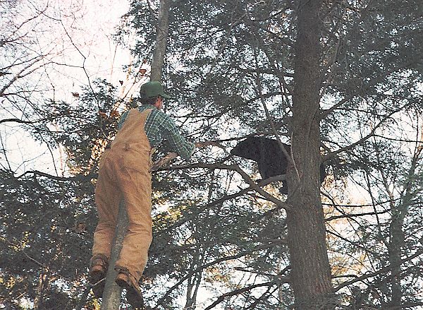 Bear