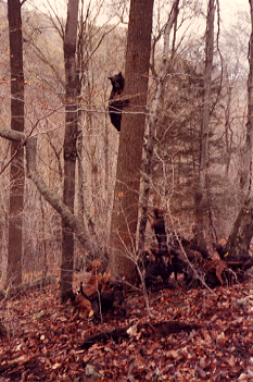 Bear treed by Pocahontas Plotts
