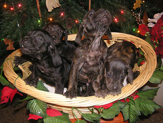We want Santa Claus!