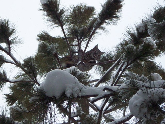 Bobcat