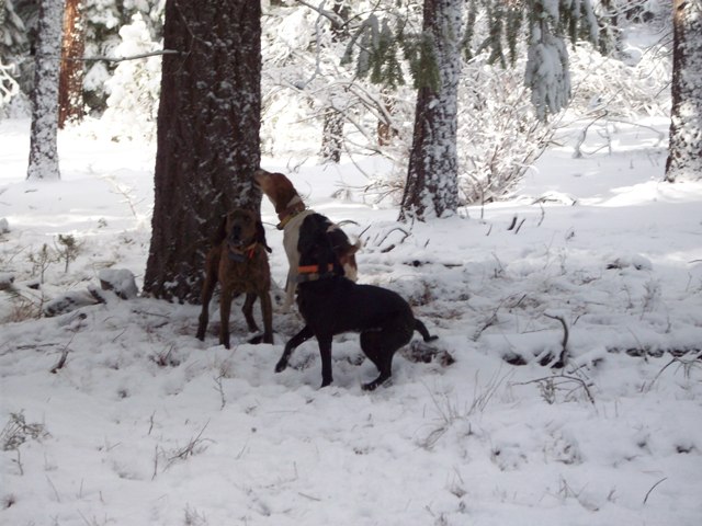 DJ's Dogs