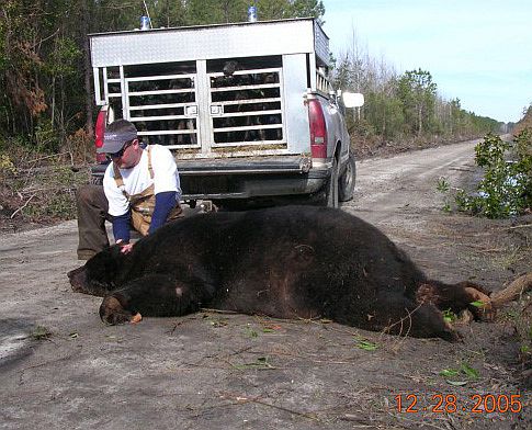 Bear